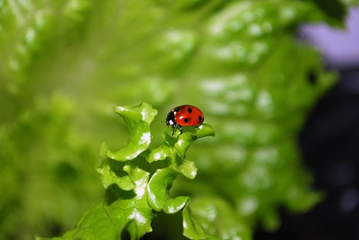 Free Ladybug Ladybird photo and picture