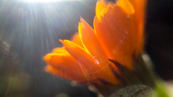 Free Flower Beautiful Flowers photo and picture