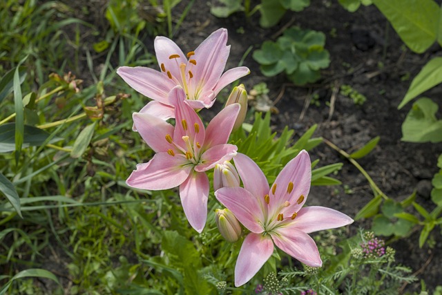 Free Flowers Petals photo and picture