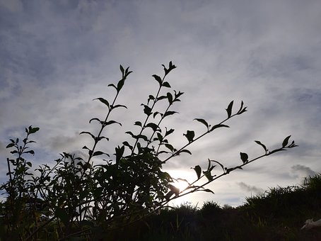 Free Tree Black photo and picture