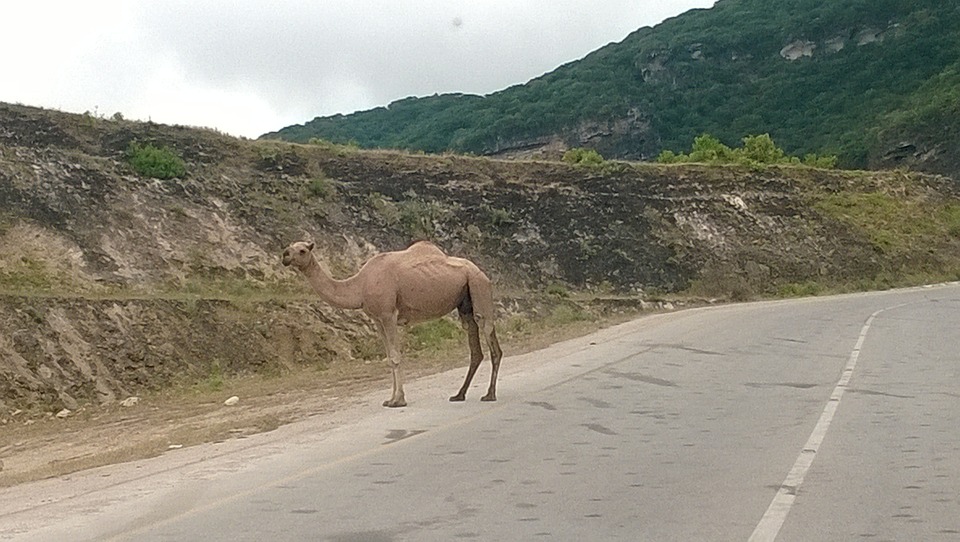Camel Crossing Free photo on Pixabay Pixabay