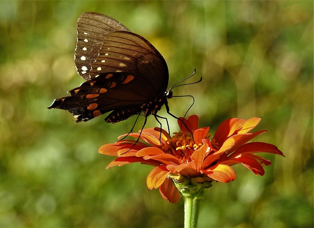 Mariposa, Flor, Papel Pintado De Flores