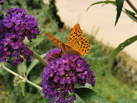 Schmetterling, Blume, Natur, Insekt
