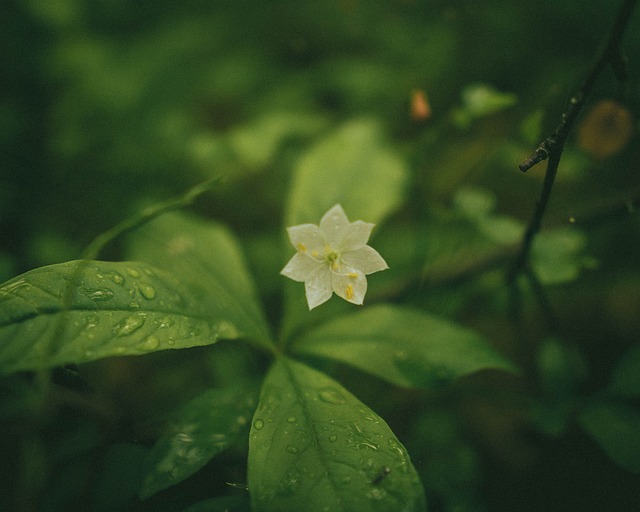 Flor, Pétalas, Planta, Natureza, Bloom