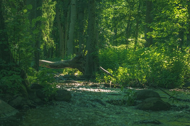 Floresta, Rio, Natureza, Agua, Panorama