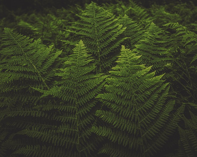 Plantas, Folhas, Textura, Verde