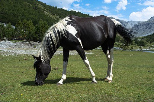 Free Horse Graze photo and picture