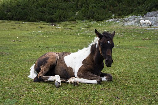 Free Horse Foal photo and picture