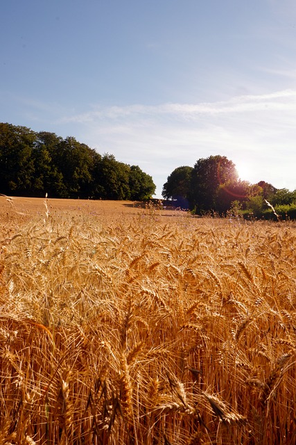 Weizen, Feld, Getreide, Ernte, Roggen