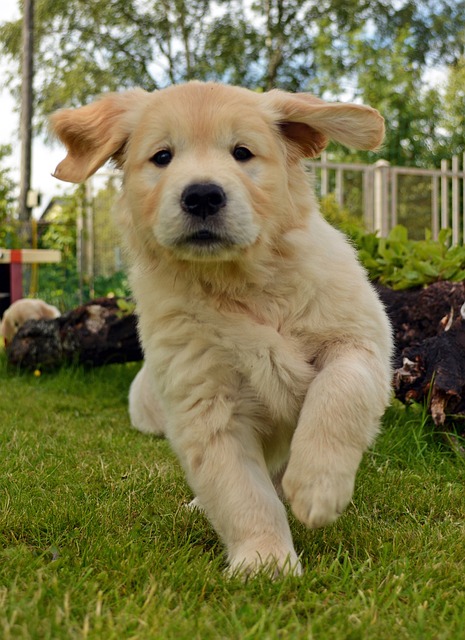 Hund, Labor, Hündchen, Golden Retriever