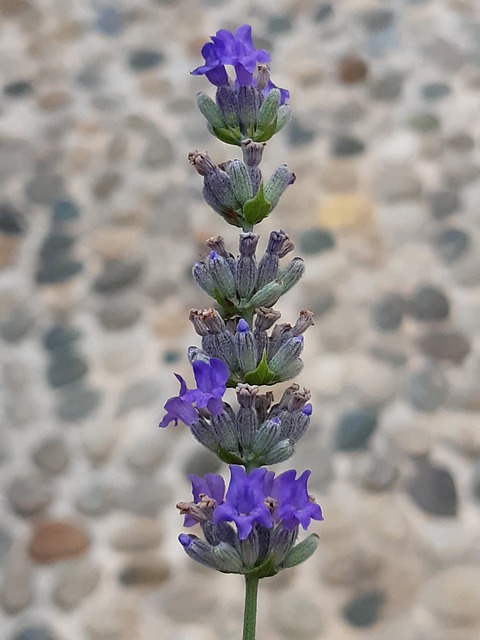 Free Flower Lavender photo and picture