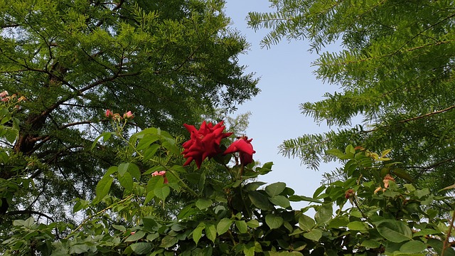 Arboreto De Hanbat Paisaje - Foto gratis en Pixabay - Pixabay