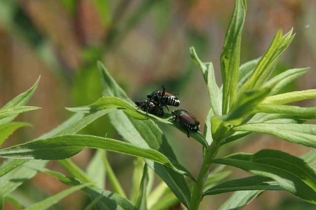 Free Insects Beetle photo and picture