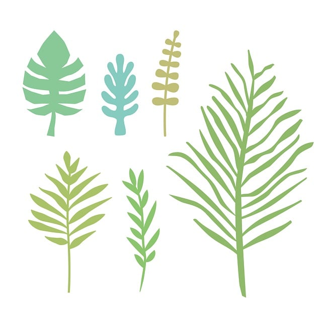 Free Leaf Leaves illustration and picture