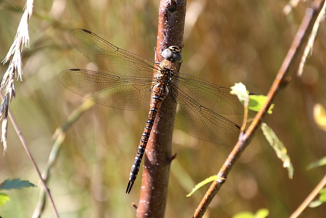Free Dragonfly Bug photo and picture