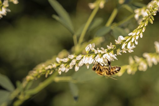 Free Bee Insect photo and picture