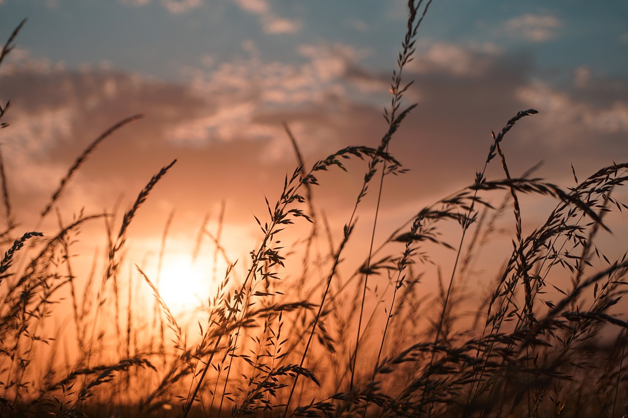 Field Grass Meadow Free Photo On Pixabay Pixabay field-grass-meadow-free-photo-on-pixabay-pixabay