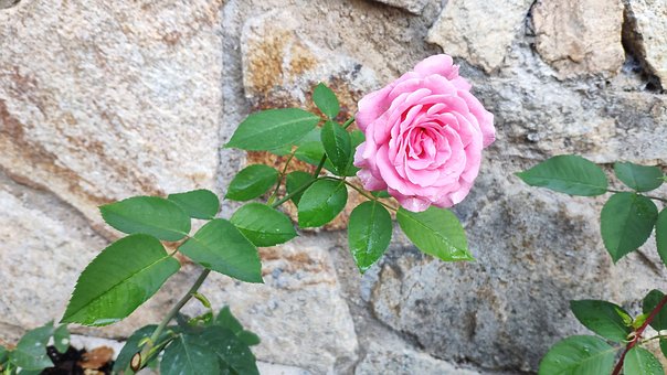 Free Flores Flor photo and picture