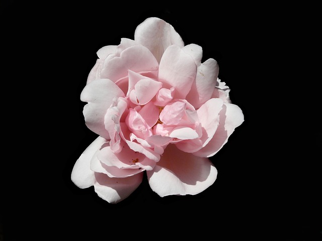 Free Flower Pink photo and picture