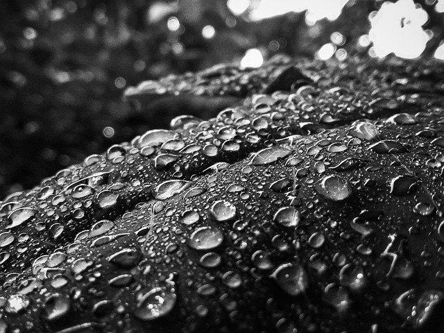 Free Leaves Dew photo and picture