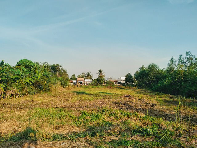 Free Field Paddy Field photo and picture