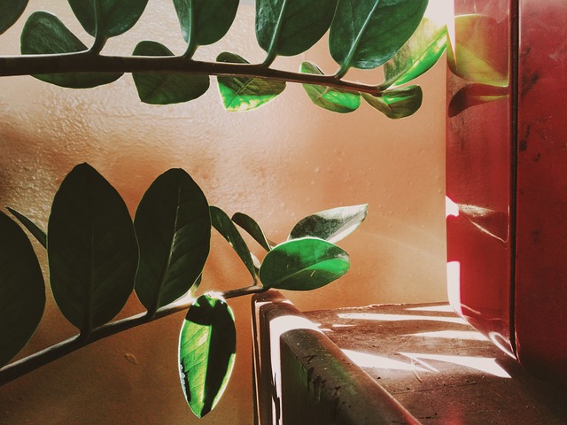 Free Indoors Sunlight photo and picture