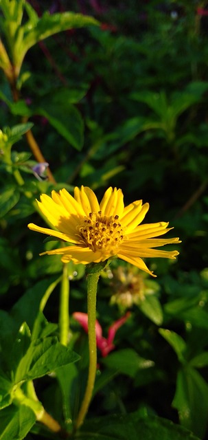 Free Flower Flower Background photo and picture