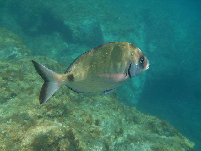 Free Cerberus Fish photo and picture