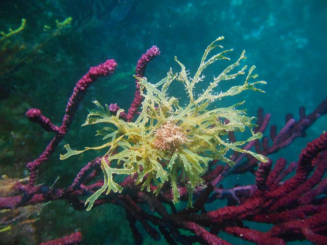 Free Coral Mediterranean photo and picture
