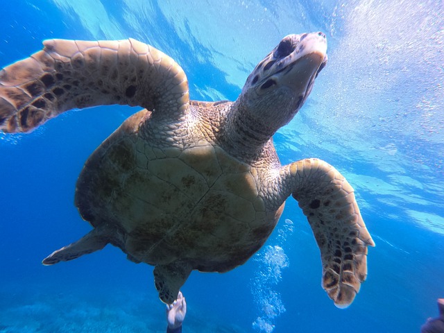 Free Turtle Red Sea photo and picture