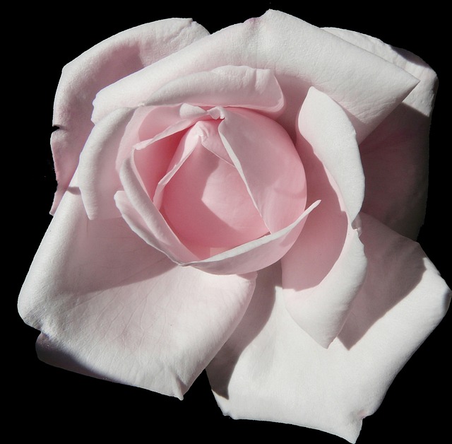 Free Flower Flower Background photo and picture