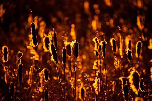 Free Reeds Marshland photo and picture