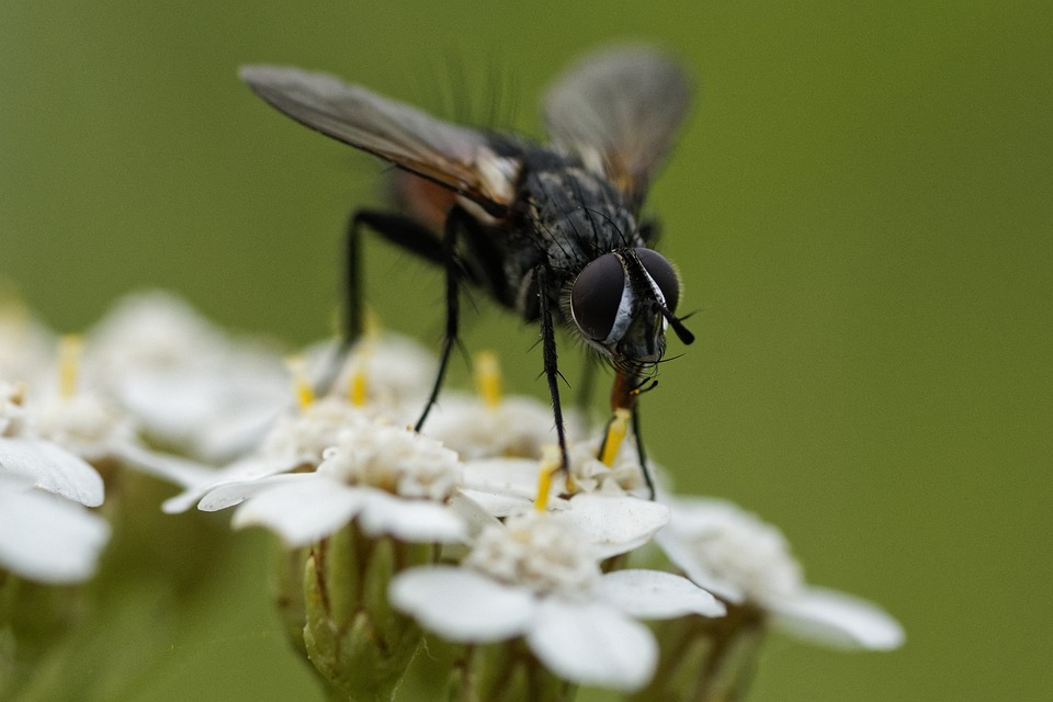 Fly Vinger Insekt - Gratis foto på Pixabay - Pixabay