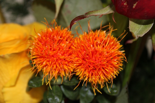 Free Flowers Plant photo and picture