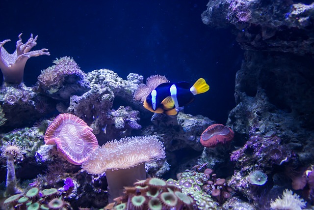 Free Blue Background Fish photo and picture