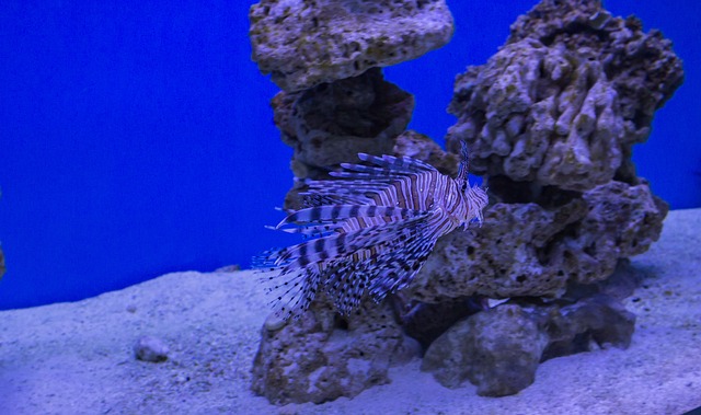 Free Blue Background Fish photo and picture
