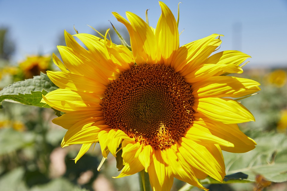sunflowers-5463328_960_720.jpg