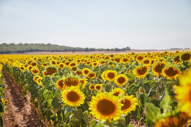 Free Sunflower Sunflowers photo and picture