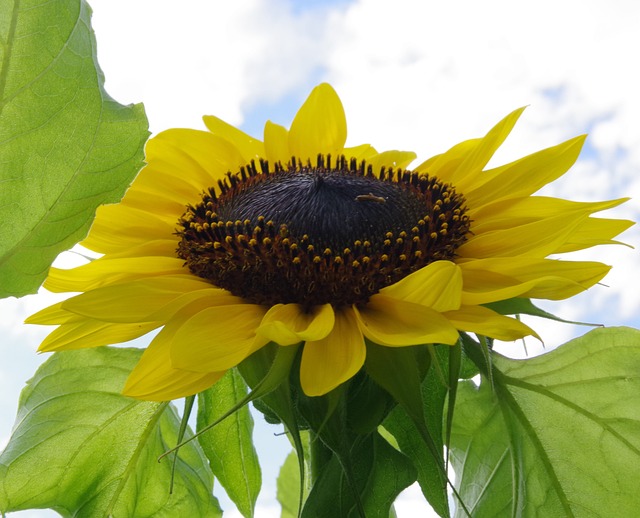 Free Sunflower Petals photo and picture