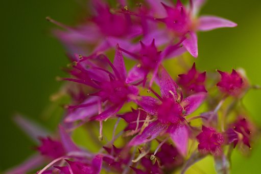 Free Flowers Petals photo and picture