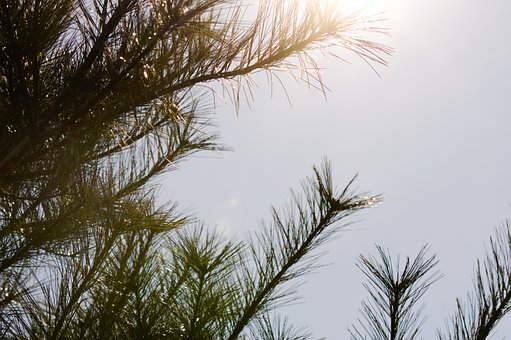 Free Pine Needles photo and picture