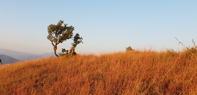 Free Field Meadow photo and picture
