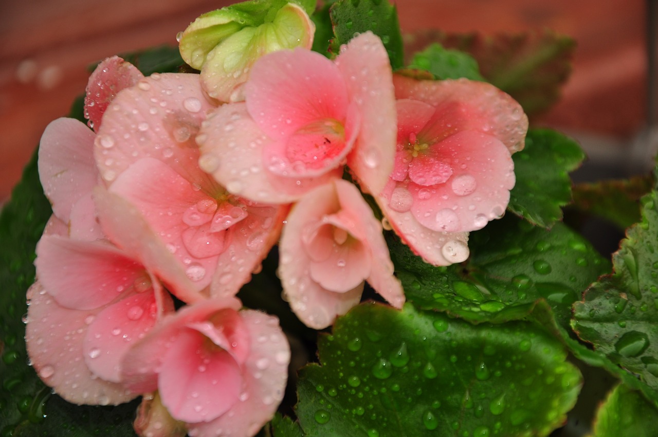 Kulturbeutel Mit Blumenmuster – Rosa Kosmetiktasche Für Reisen, Mit Reißverschlussfach & Gurt Zum Befestigen Am Koffer