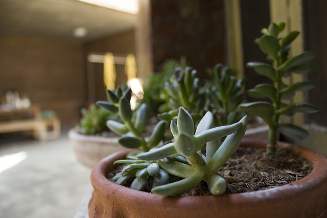 Free Plant Succulent photo and picture