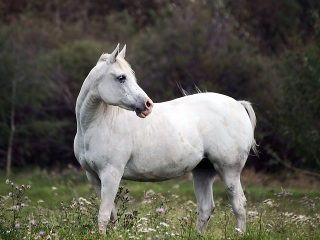Cavalo Equino Animal - Foto gratuita no Pixabay - Pixabay