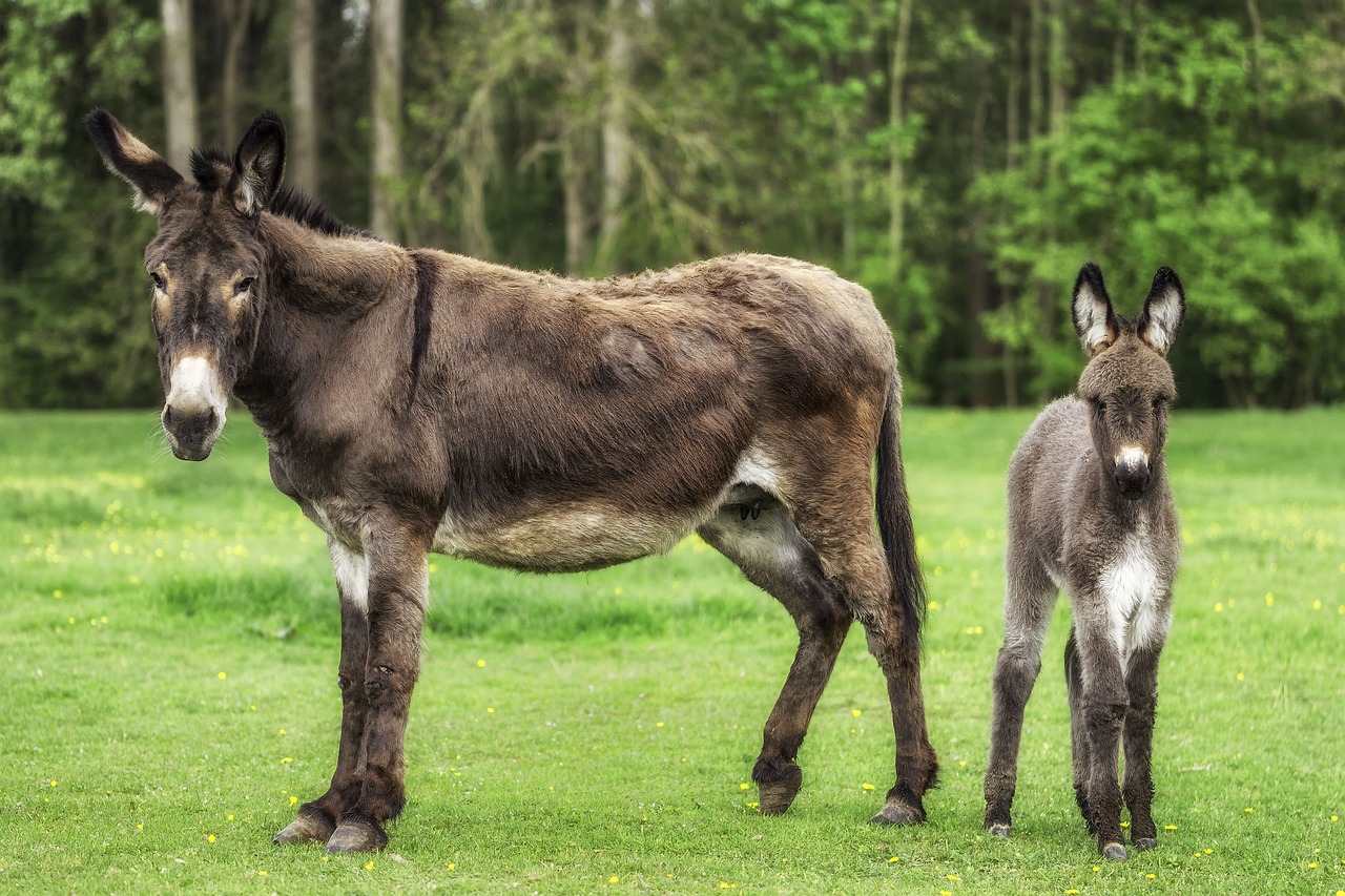 Donkey Animals Pasture Free Photo On Pixabay Pixabay Donkey Animals Pasture Free Photo On Pixabay Pixabay