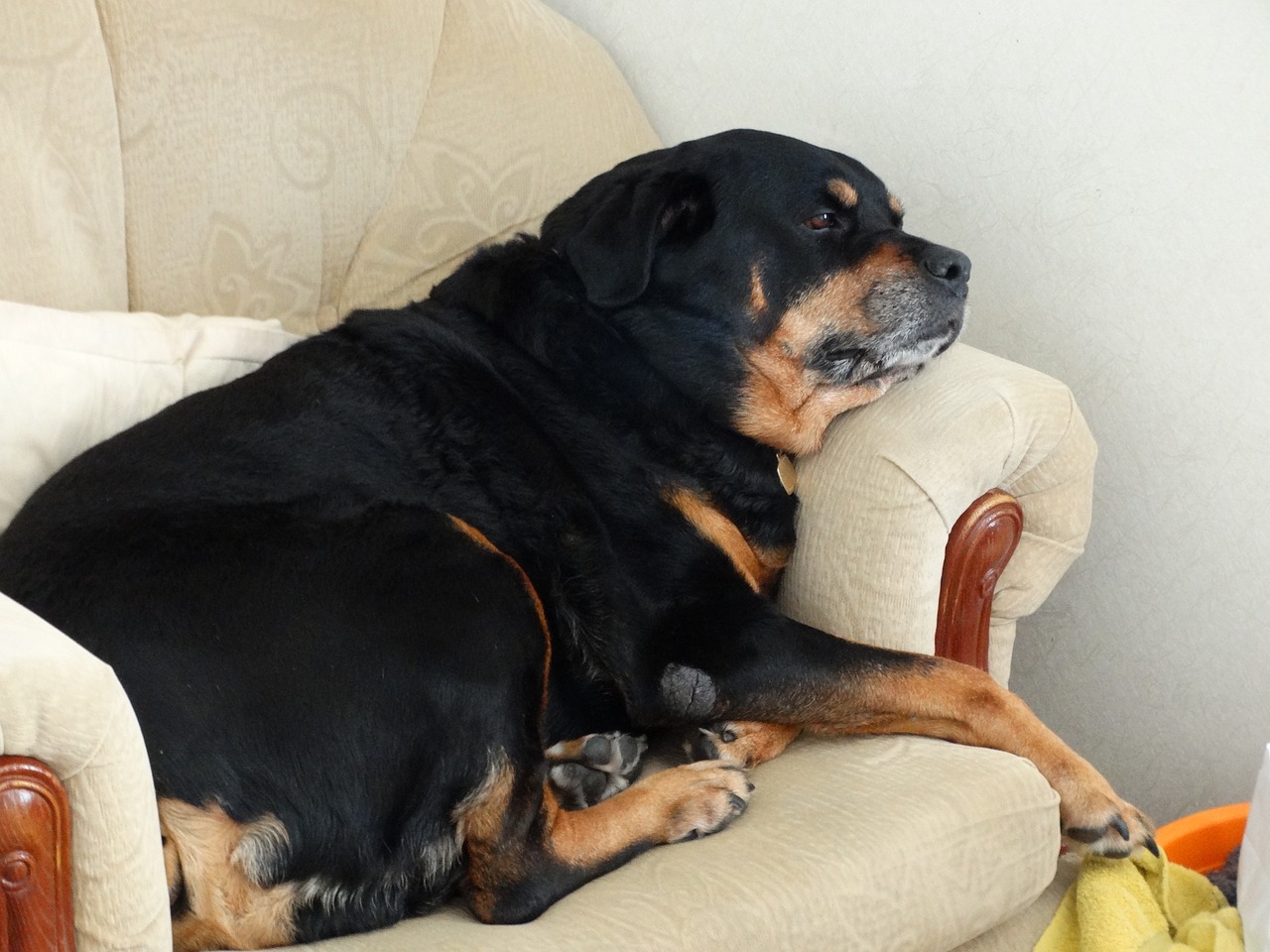 Rottweiler Relaxante - Foto gratuita no Pixabay