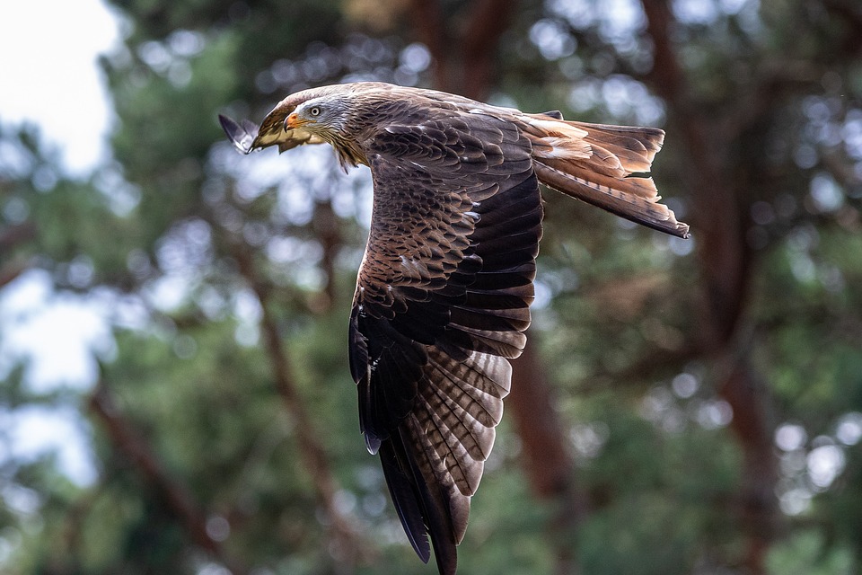 Bird Raptor Milan Red - Free photo on Pixabay - Pixabay