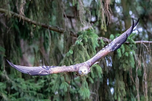 Free Bird Raptor photo and picture
