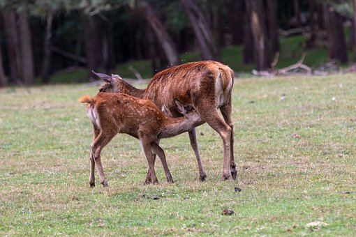Free Deer Ruminant photo and picture